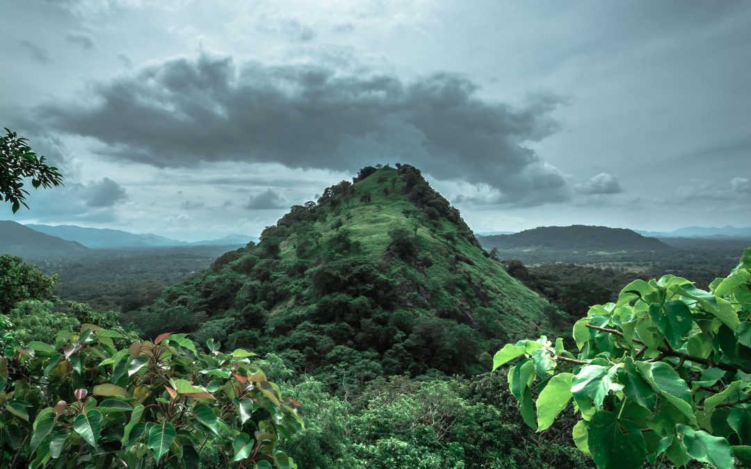 Cras eget odio et nisi aliquet