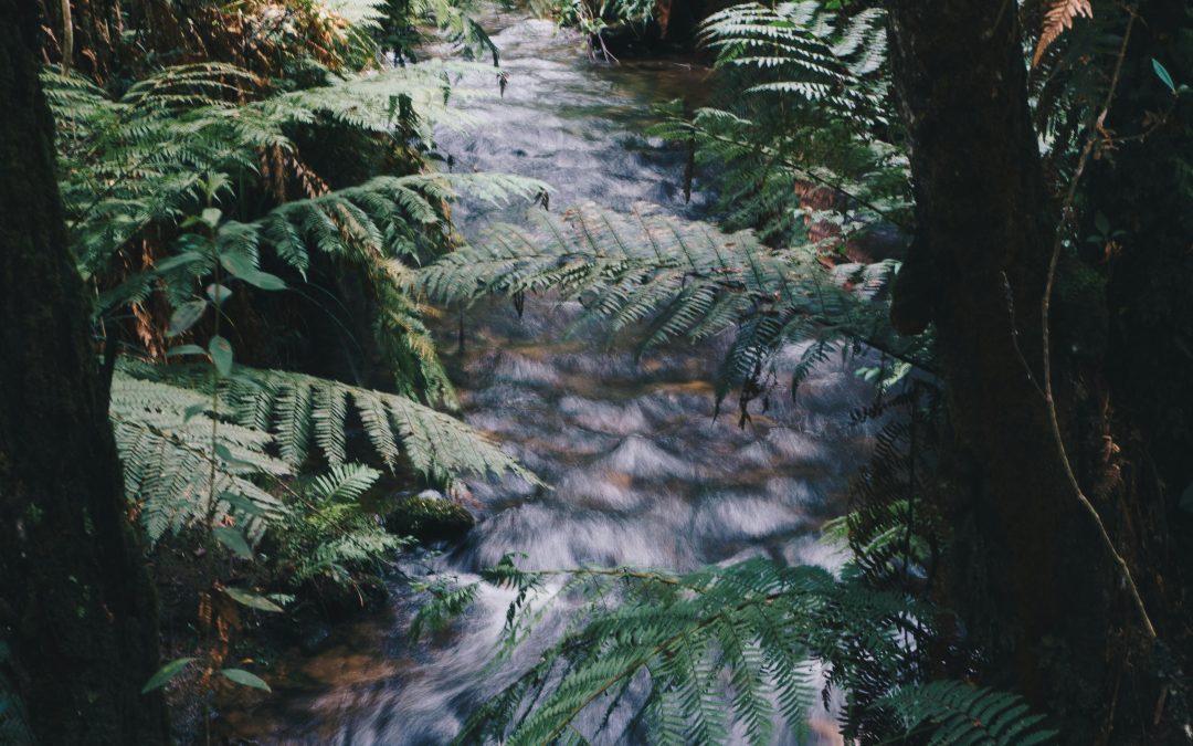 Fusce elementum mi vel consectetur