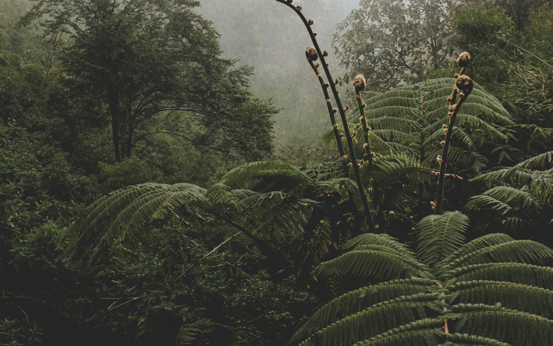 Vivamus placerat at magna a sodales